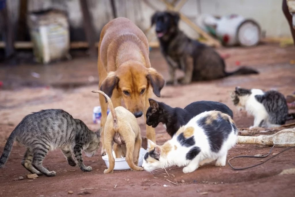 animais abandonados