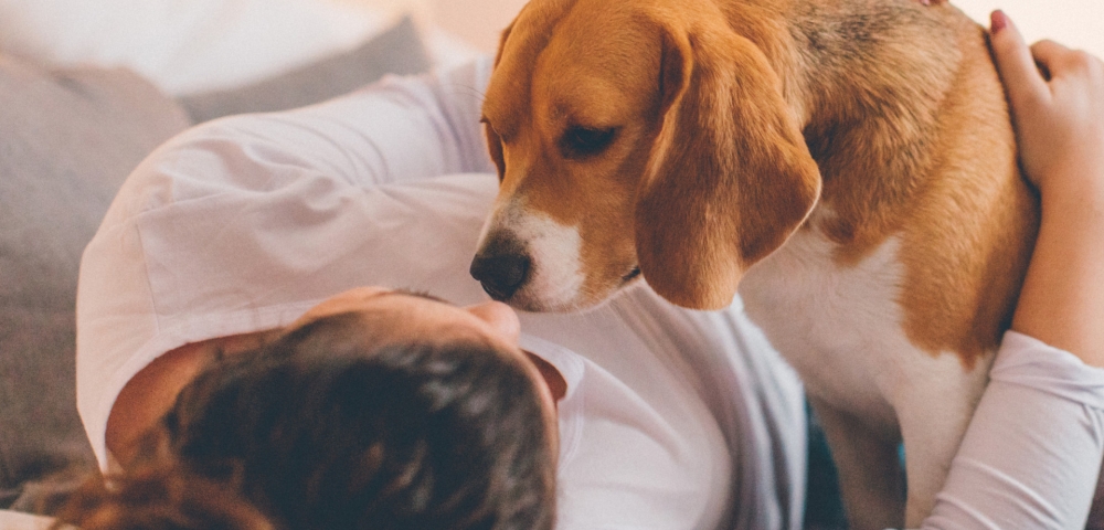 Raças de cães com maior longevidade